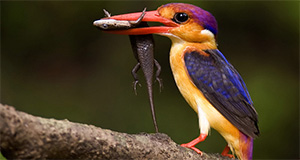 about indian birds about indian birds