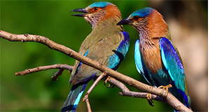 birds & wildlife sanctuary
