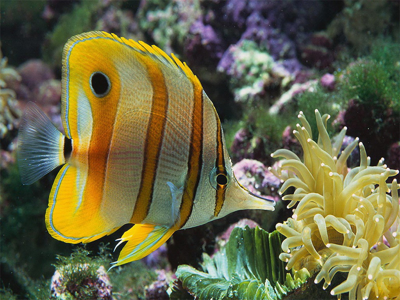 butterfly fish