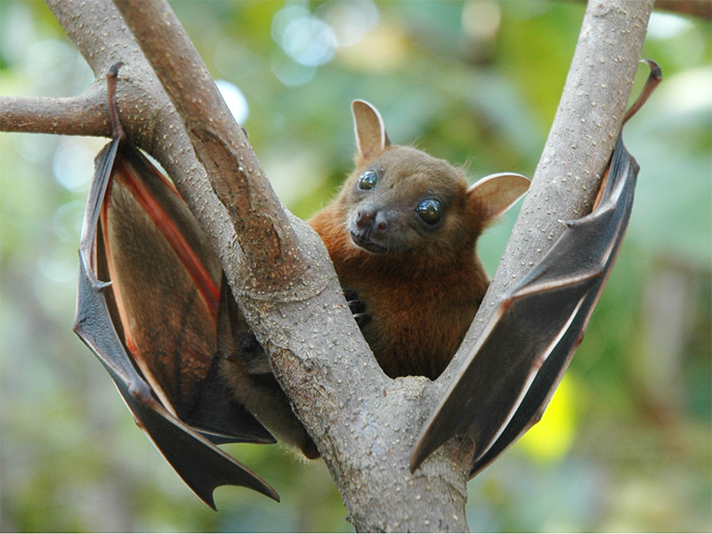 fruit bat