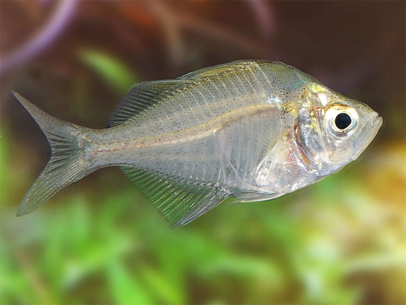 glass fish