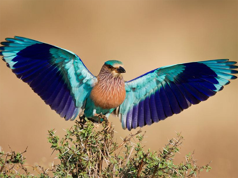 indian roller in bharatpur