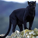 black panther