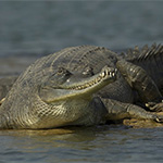gharial in chambal