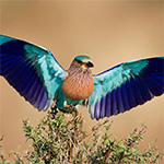 indian roller in bharatpur