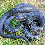 indian rat snake