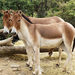 Indian Wild Ass
