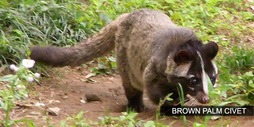 brown palm civet