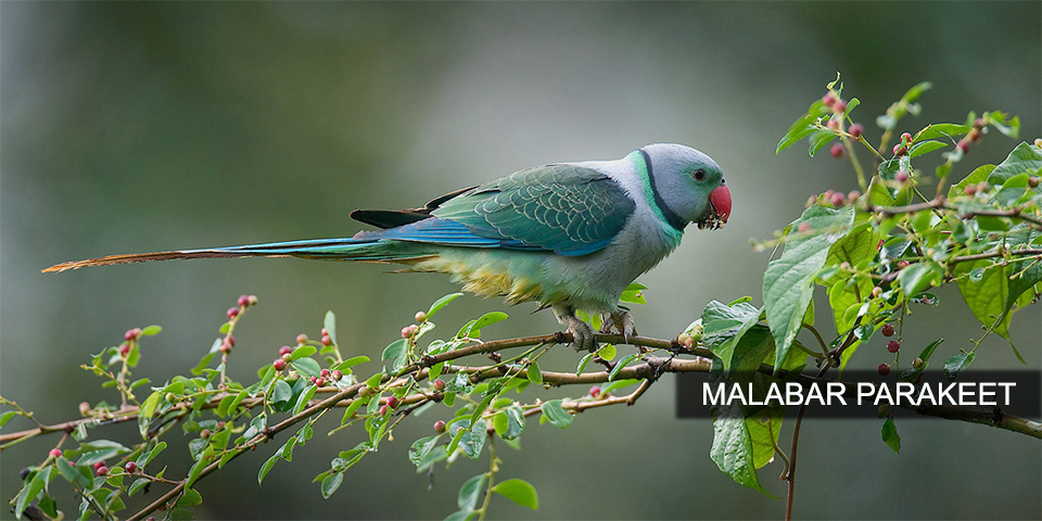 malabar parakeet