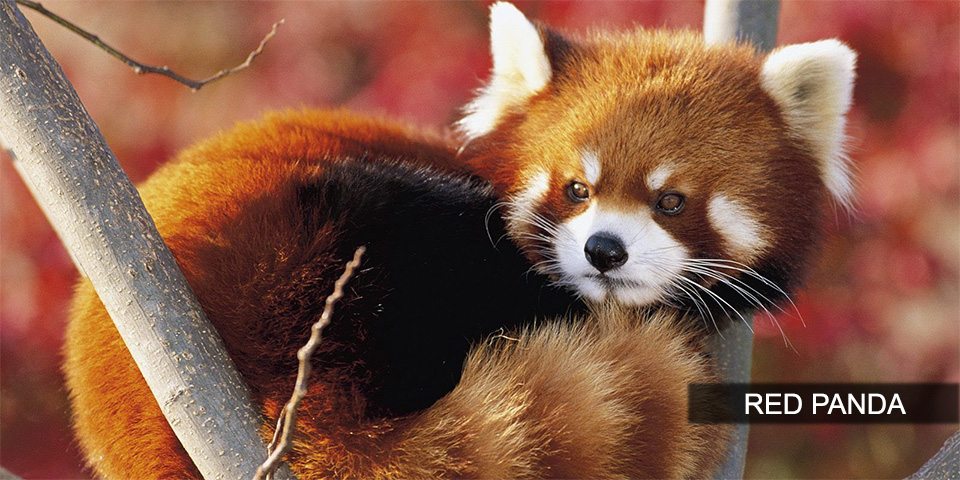 indian red panda