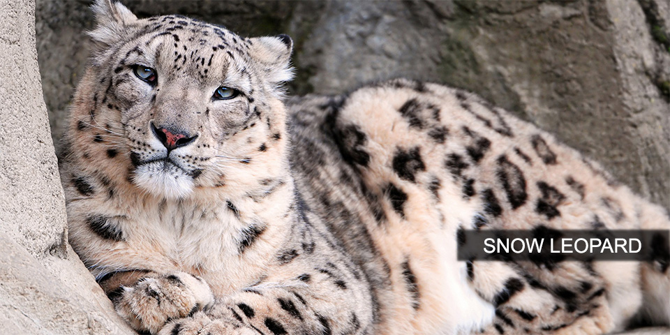 indian snow leopard