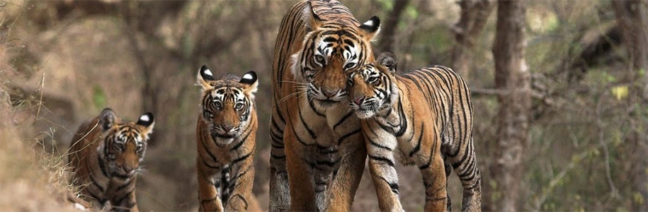 tiger reserve in india