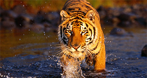 indian tiger tour