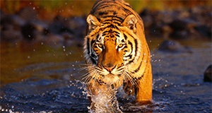 indian tiger tour indian tiger tour