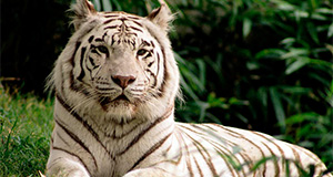 about indian tigers about indian tigers