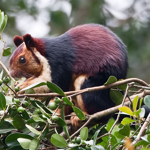 giant-squirrel in chinnar wildlife sanctuary