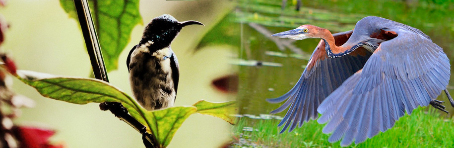Birds in periyar national park