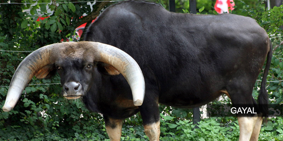Indian Wildlife Indian Wildlife